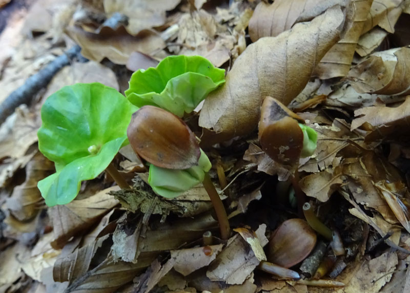 Plantule di....Fagus sylvatica